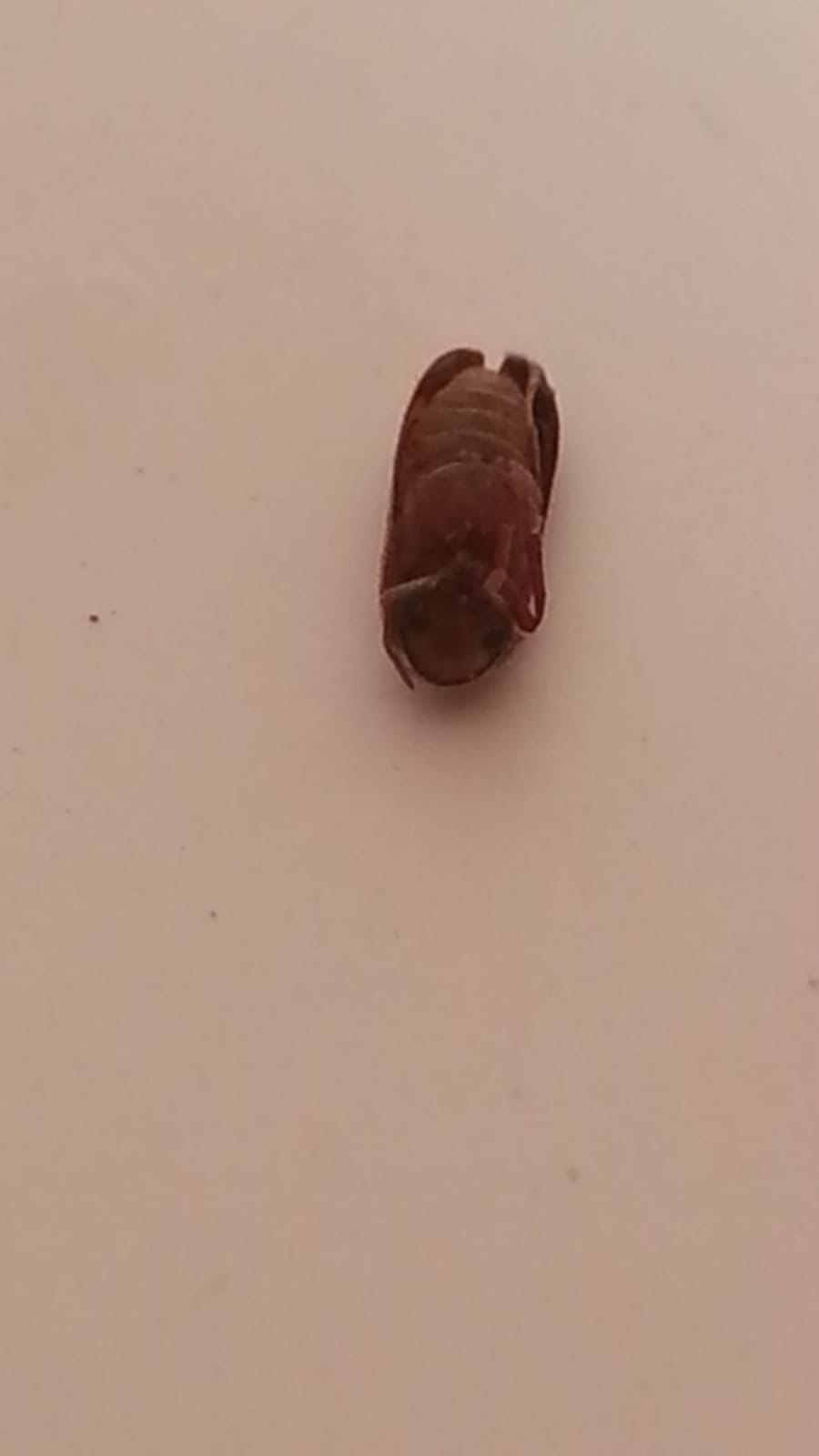 che insetto ? Anobiidae da id.